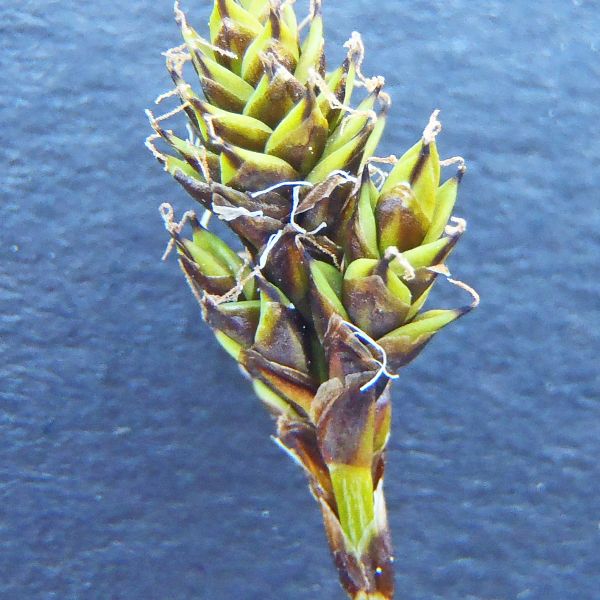 Carex lachenalii ST Oppdal Olmdalen E. Fremstad 7.2019 3
